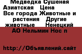 Медведка Сушеная Азиатская › Цена ­ 1 400 - Все города Животные и растения » Другие животные   . Ненецкий АО,Нельмин Нос п.